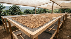 Bí quyết của một tách cà phê ngon: Bắt đầu từ quá trình phơi-0