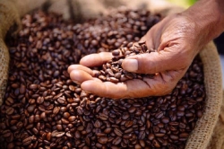 CÀ PHÊ RANG MỘC LÀ GÌ? MÁCH BẠN CÁCH NHẬN BIẾT CAFE MỘC-7