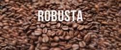 NHỮNG ĐIỀU CẦN BIẾT VỀ CÀ PHÊ ROBUSTA-5
