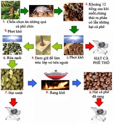 Quy trình sản xuất cà phê hòa tan-3