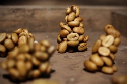 Cà phê Chồn (Kopi Luwak)-2
