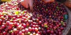 Các cấp bậc chất lượng của cafe-0